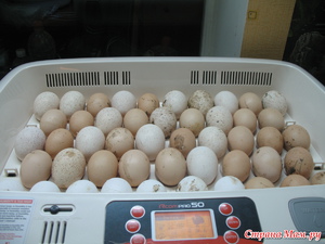 Инкубация индюшинных яиц