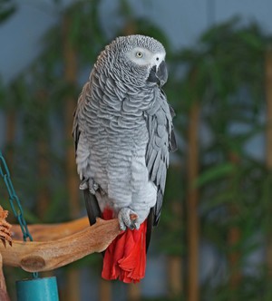Описание внешности попугая жако