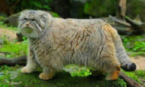 Манул - дикий кот евразийских степей, численность его невелика и продолжает снижаться