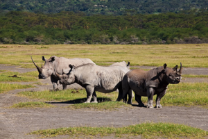 Белый и черный носороги, обитающие в саванне, находятся на грани ичезновения