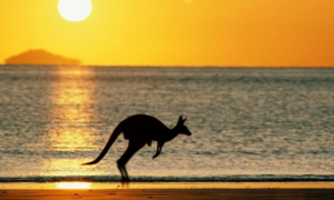 Кенгуру обитает только в Австралии и является ее символом