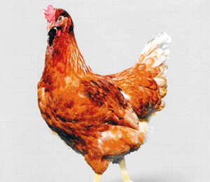 Курица родонит - внешний вид