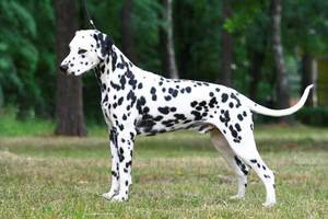 Далматинец - активная и физически развитая собака