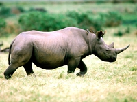 Цвет черного носорога