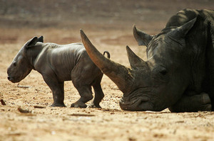 Самка черного носорога с детенышем