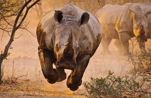 Разъяренный носорог