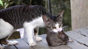 Кошка поймала крысу