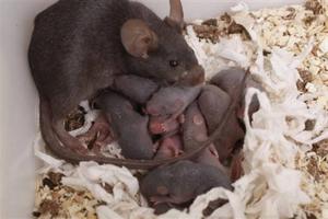 Крысы и мыши в курятнике
