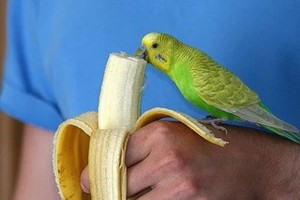 Питание волнистого попугая: что можно давать