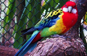 Какие есть виды попугаев розелла