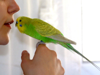 Как приучить попугаев к рукам
