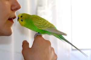 Как приучить попугаев к рукам