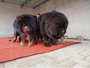 Какие собаки самые большие
