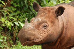 Суматранских белых носорогов осталось очень мало, а в неволе они не размножаются