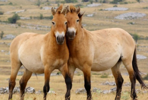 Лошадь Пржевальского можно увидеть только в зоопарках и заповедниках