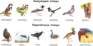 Самые распространенные птицы