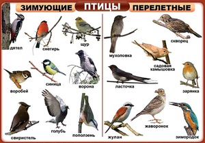 Какие есть птицы на земле