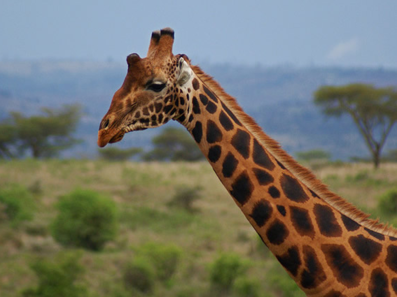 Жирафы Ротшильда известны своим оригинальным окрасом и дополнительными рожками
