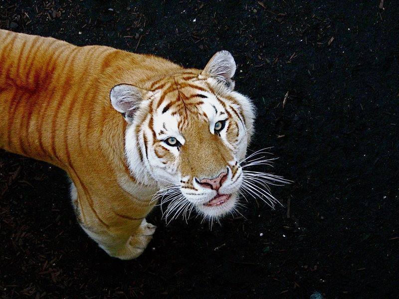 Редчайшие золотые тигры имеют уникальный окрас благодаря особому гену