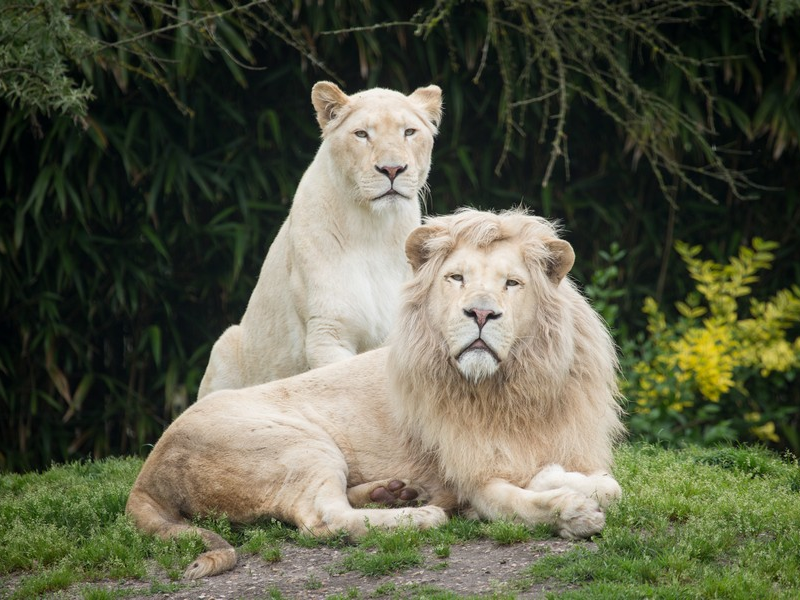 Белые львы - не альбиносы, а носители генетического заболевания