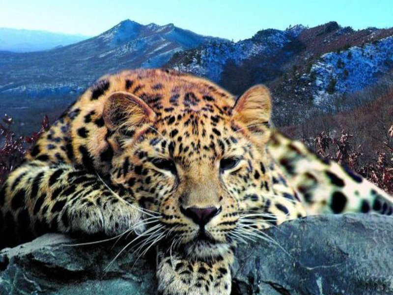 Дальневосточных леопардов давно вытесняют из среды их обитания, возможно скоро они исчезнут