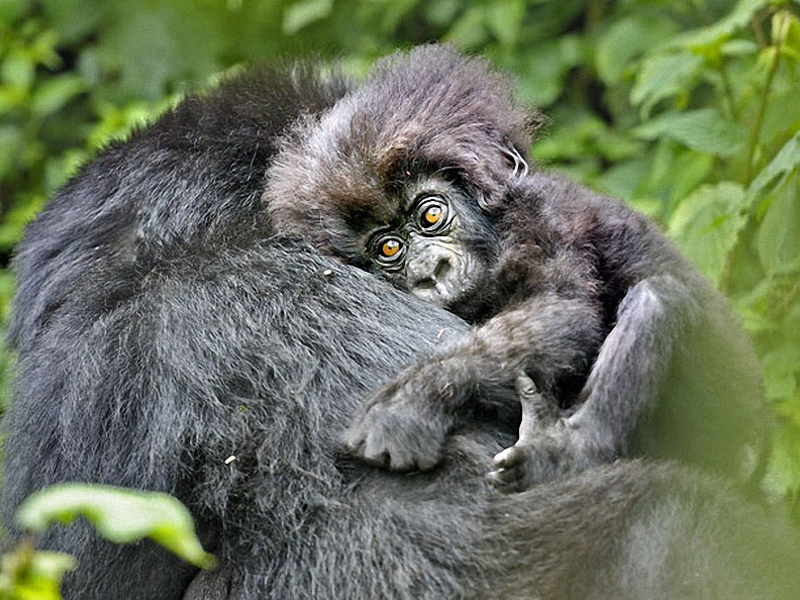 Из-за охоты на горных горилл, их осталось всего около 700