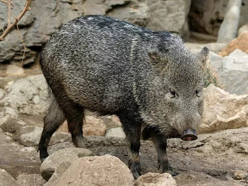 Скоро возможно исчезнет висайская бородавчатая свинья, причина тому - браконьерство и экология