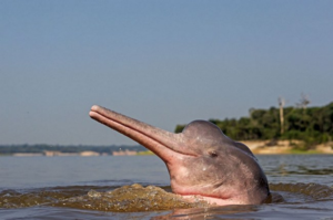 Редчайший представитель фауны - китайский речной дельфин