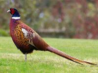 Разведение и правила охоты на фазана