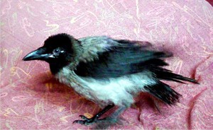 Род  птиц - серая ворона