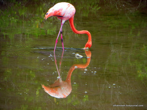 Какой ображ жизни у фламинго