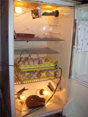 Самодельный инкубатор из холодильника