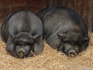 Свиньи в свинарнике