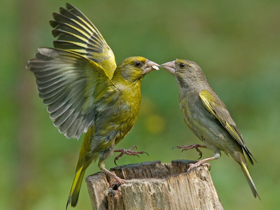 Зеленушка птица фото и описание пение