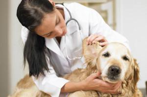 Методы диагностики аллергии у собак