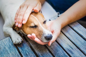 Описание и особенности аллергии у собак