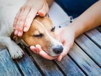 Описание и особенности аллергии у собак