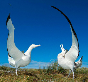 Птица альбатрос