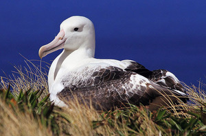 Королевский альбатрос-описание
