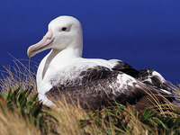 Королевский альбатрос-описание