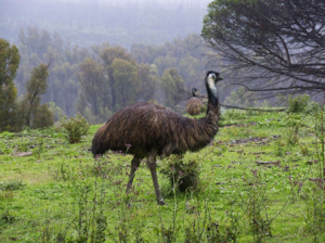 Птица эму очень похожа на страусов - она крупная, ее вес достигает 50 кг