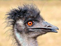 По последним данным ученых, австралийская птица эму - не страус