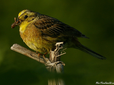 Чечетка обыкновенная птица фото и описание