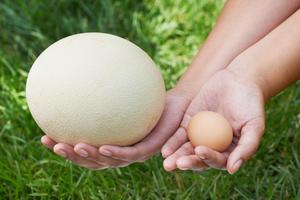  вес страусиного яйца