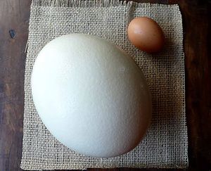 Размер яйца страуса