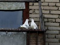 Что делать чтобы отпугнуть голубей на балконе
