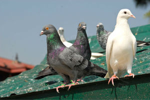 Как защитить  балкон от голубей