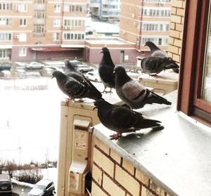 Как избавиться от голубей на балконе 