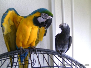 Как ухаживать за большими попугаями