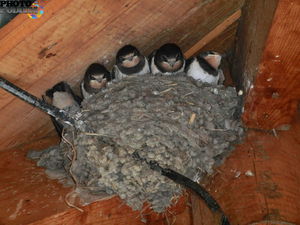 Гнездо ласточки  под коньком дома 